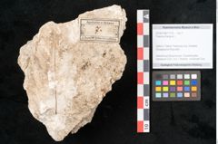Foto (Objekt + Etikett) von Fraxinus frangula L. (NHMW-GEO-2024-0188-11316)